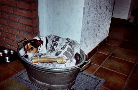 Jack-Russell-Terrier Hunde Foto 40892 in höherer Auflösung ansehen Jack-Russell-Terrier So schlafe ich am liebsten...in meiner Wanne unter Herrchens altem T-Shirt.....mein Kauknochen (der fast so gross ist wie ich) darf natürlich auch nicht fehlen....