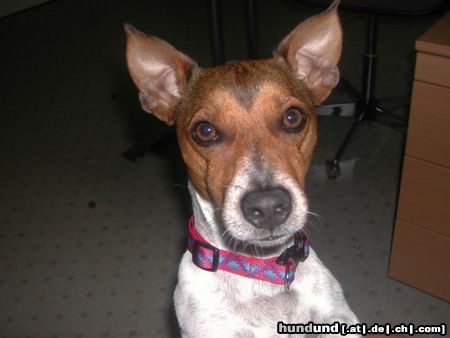 Jack-Russell-Terrier Hunde Foto 7614 Jack-Russell-Terrier