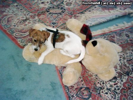 Jack-Russell-Terrier Hunde Foto 16140 Jack-Russell-Terrier Ich habe mein