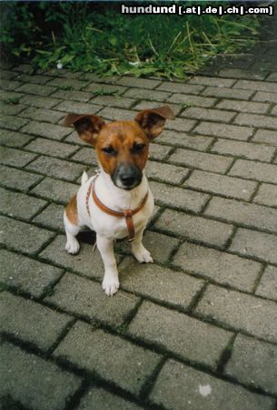 Jack-Russell-Terrier Hunde Foto 17454 Jack-Russell-Terrier Alle nennen mich Fledermaus wegen meinen niedlichen Ohren,komisch!!