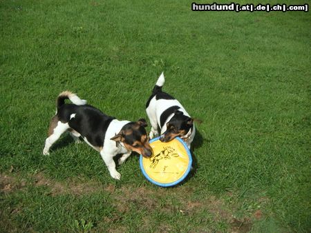 Jack-Russell-Terrier Die Frisbeespieler