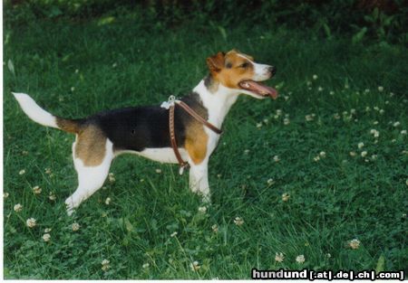Jack-Russell-Terrier Hunde Foto 12377 Jack-Russell-Terrier Das ist meine Schwester FLO