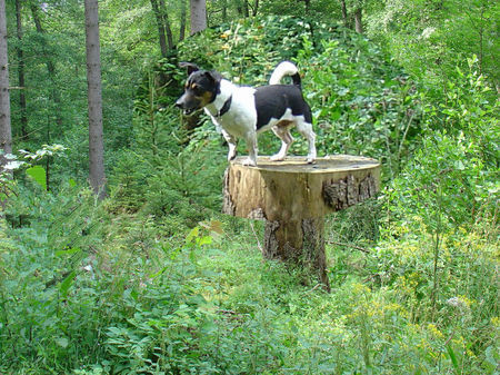 Jack-Russell-Terrier Hunde Foto 34162 in höherer Auflösung ansehen Jack-Russell-Terrier ich der Waldmeister....
