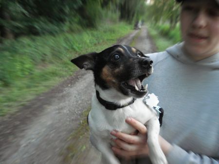Jack-Russell-Terrier Hunde Foto 34063 in höherer Auflösung ansehen Jack-Russell-Terrier