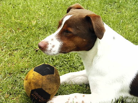 Jack-Russell-Terrier Divo bewacht sein Wasserspielzeug