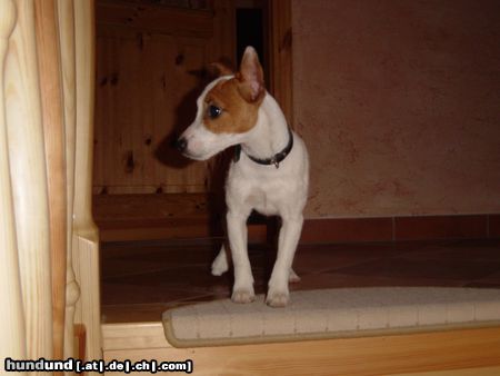 Jack-Russell-Terrier Hunde Foto 15507 in höherer Auflösung ansehen Jack-Russell-Terrier Unser Dusty