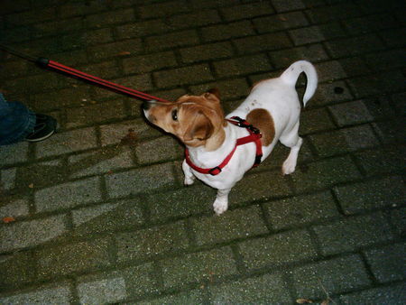 Jack-Russell-Terrier Hunde Foto 28869 in höherer Auflösung ansehen Jack-Russell-Terrier das ist mein pünktchen