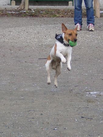 Jack-Russell-Terrier Hunde Foto 30053 in höherer Auflösung ansehen Jack-Russell-Terrier