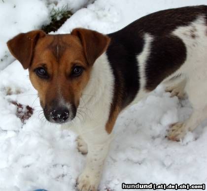 Jack-Russell-Terrier Hunde Foto 26419 in höherer Auflösung ansehen Jack-Russell-Terrier Jamie Winter 2004/05