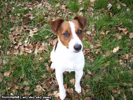 Jack-Russell-Terrier Hunde Foto 21350 in höherer Auflösung ansehen Jack-Russell-Terrier Eddy - mein Süßer!