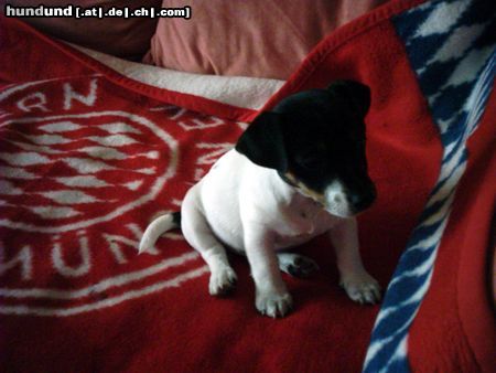 Jack-Russell-Terrier Hunde Foto 12732 Jack-Russell-Terrier FCB... find' ich gut!!!!!!!!!