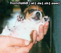 Jack-Russell-Terrier Hunde Foto 7624 Jack-Russell-Terrier eine Handvoll HUND