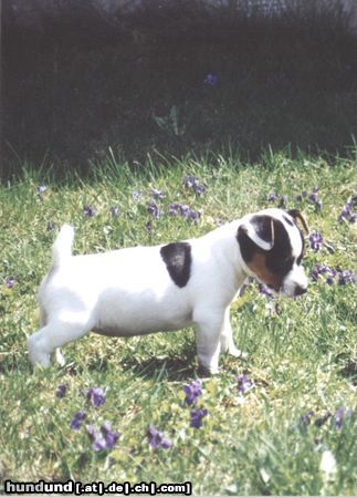 Jack-Russell-Terrier Emelie in der Veilchenwiese