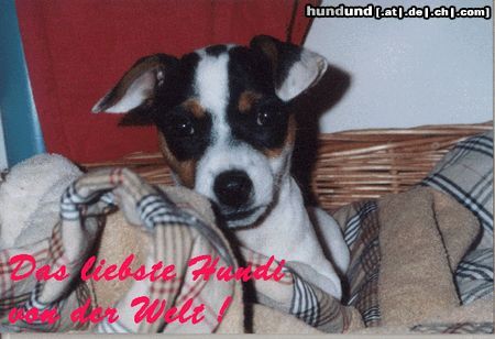 Jack-Russell-Terrier Hunde Foto 10305 Jack-Russell-Terrier Emelie im Korb