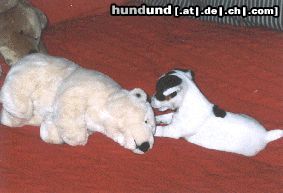 Jack-Russell-Terrier Hunde Foto 10306 Jack-Russell-Terrier Emelie mit Stoffbär
