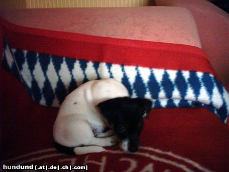 Jack-Russell-Terrier Hunde Foto 12641 Jack-Russell-Terrier Rocky träumt vom FC Bayern...