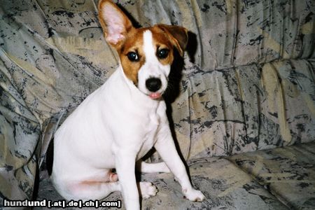 Jack-Russell-Terrier Hunde Foto 10651 Jack-Russell-Terrier