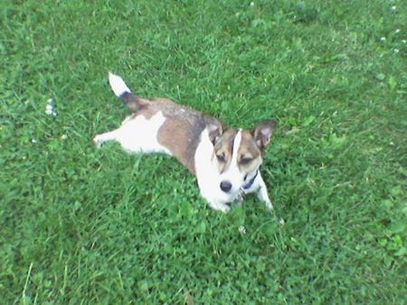 Jack-Russell-Terrier Hunde Foto 35694 Jack-Russell-Terrier voll super oder?
