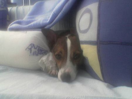 Jack-Russell-Terrier Hunde Foto 35693 Jack-Russell-Terrier cash in lieblingsposition