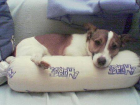Jack-Russell-Terrier Hunde Foto 37246 Jack-Russell-Terrier Frauchens Nackenrolle ist voll bequem!