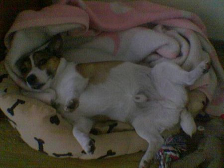 Jack-Russell-Terrier Hunde Foto 37244 Jack-Russell-Terrier wer streichelt mir jetzt meinen bauch?