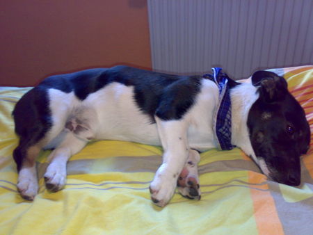 Jack-Russell-Terrier Hunde Foto 39867 in höherer Auflösung ansehen Jack-Russell-Terrier King Carl ist müde