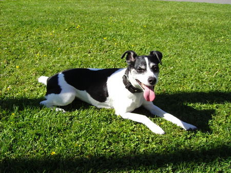Jack-Russell-Terrier Hunde Foto 33948 Jack-Russell-Terrier