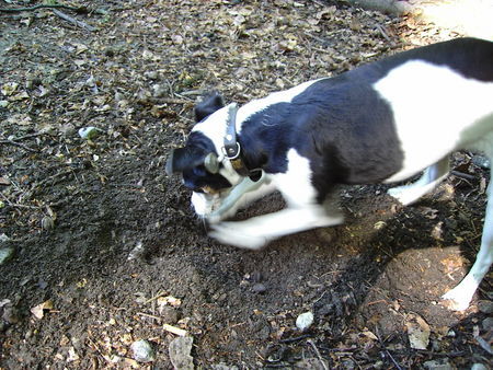 Jack-Russell-Terrier Hunde Foto 33953 Jack-Russell-Terrier Juhui endlich unfd mein Frauchen merkt es nicht mal