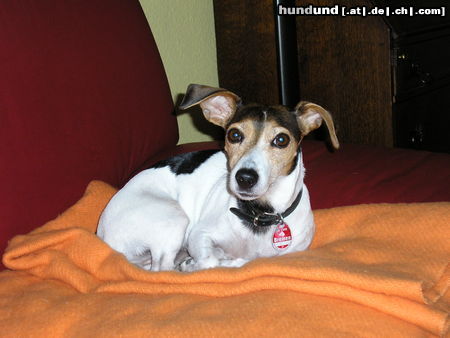 Jack-Russell-Terrier Hunde Foto 24379 Jack-Russell-Terrier Jeanny