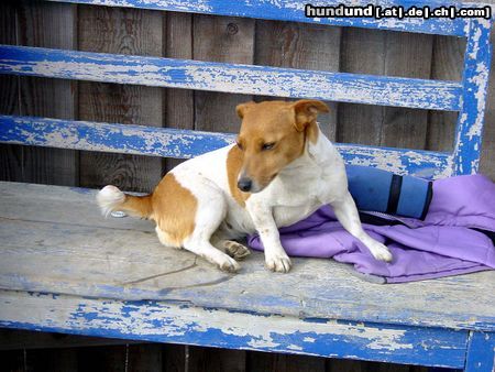 Jack-Russell-Terrier Hunde Foto 19701 Jack-Russell-Terrier Pause muss sein!