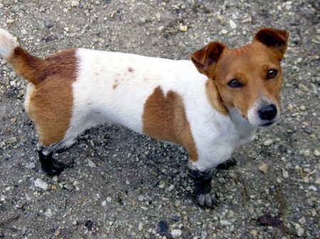 Jack-Russell-Terrier Hunde Foto 27196 in höherer Auflösung ansehen Jack-Russell-Terrier unser schmutziger Fuzzi