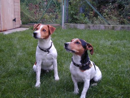 Jack-Russell-Terrier Hunde Foto 2652 Jack-Russell-Terrier