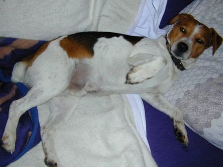 Jack-Russell-Terrier Hunde Foto 2650 Jack-Russell-Terrier