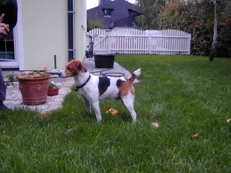 Jack-Russell-Terrier Hunde Foto 2651 Jack-Russell-Terrier