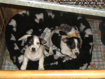 Jack-Russell-Terrier Hunde Foto 25839 in höherer Auflösung ansehen Jack-Russell-Terrier Freunde fürs Leben