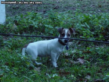 Jack-Russell-Terrier Hunde Foto 8386 Jack-Russell-Terrier Mein Schatz Gina