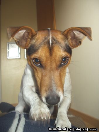 Jack-Russell-Terrier Hunde Foto 19553 Jack-Russell-Terrier Sunny bei Tauwetter