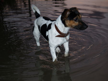 Jack-Russell-Terrier Hunde Foto 34690 Jack-Russell-Terrier Gonzo abends in der Pfütze