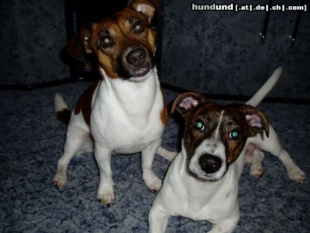 Jack-Russell-Terrier Hunde Foto 20552 Jack-Russell-Terrier Goofy und Schröder aus Hamburg