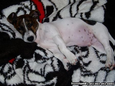 Jack-Russell-Terrier Hunde Foto 24688 in höherer Auflösung ansehen Jack-Russell-Terrier Auch ein Jack Russell braucht mal Ruhe :-)