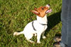 Jack-Russell-Terrier Hunde Foto 26564 in höherer Auflösung ansehen Jack-Russell-Terrier Gsimi, die Freude, dass bin ich!