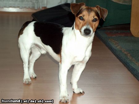 Jack-Russell-Terrier Hunde Foto 23593 in höherer Auflösung ansehen Jack-Russell-Terrier Lucky 23 Monate