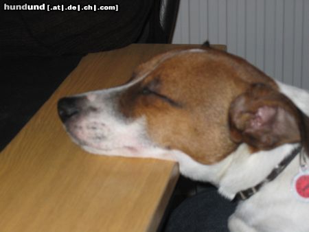 Jack-Russell-Terrier Hunde Foto 9596 Jack-Russell-Terrier Voll K.o.