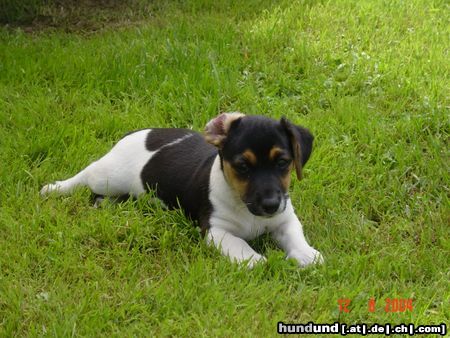 Jack-Russell-Terrier Hunde Foto 14871 Jack-Russell-Terrier Hektor (9 Wochen) Bruder von Inge