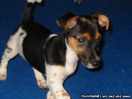 Jack-Russell-Terrier Hunde Foto 25930 Jack-Russell-Terrier Das ist Hexe !!! Wie sie stolz dürch Zimmer läuft.