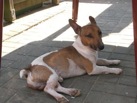 Jack-Russell-Terrier Hunde Foto 32520 Jack-Russell-Terrier Odie