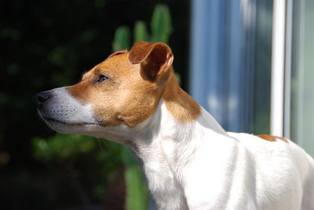 Jack-Russell-Terrier Hunde Foto 39785 Jack-Russell-Terrier Ediz genießt die Sonne