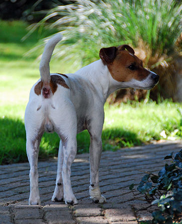 Jack-Russell-Terrier Ernie