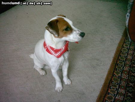 Jack-Russell-Terrier Hunde Foto 13739 Jack-Russell-Terrier chic..ne!?