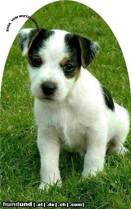 Jack-Russell-Terrier Hunde Foto 11246 Jack-Russell-Terrier Jack Russell MAC ART LUPI